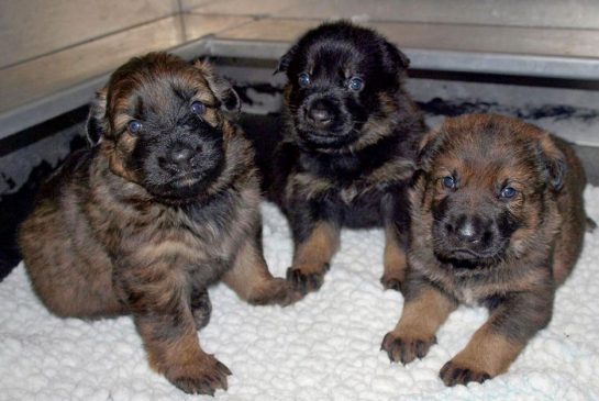 pups.jpg.size.xxlarge.promo