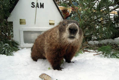 Image result for shubenacadie sam groundhog